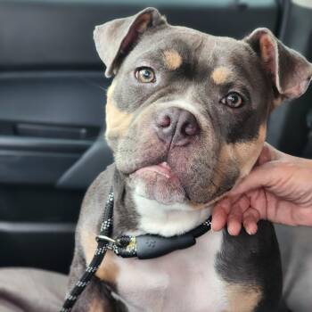 Rescue American Bully Dogs for Adoption - Moka | PetCurious