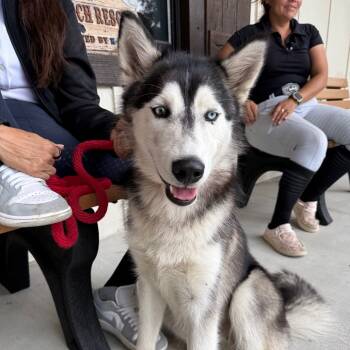 Rescue Husky Dogs for Adoption in Loxahatchee Groves, Florida - Charlie | PetCurious