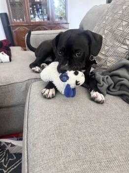 Java -  Pit Bull Terrier and Beagle Dog for Adoption in Austin, Texas - Java | PetCurious