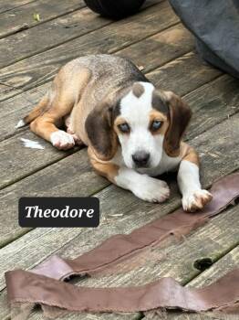 Theodore -  Beagle Dog for Adoption in Buffalo, Missouri - Theodore | PetCurious