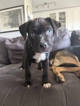 HoneyBee -  Mixed Breed Dog for Adoption in New York, New York - HoneyBee | PetCurious