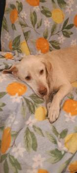 Labrador Retriever Dogs Available for Adoption - Addie | PetCurious