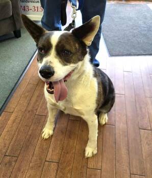 Rescue Pit Bull Terrier Dogs for Adoption in Lewiston, Idaho - Maverick | PetCurious