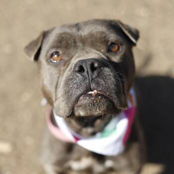 Boxer Dogs Available for Adoption - ATHENA | PetCurious