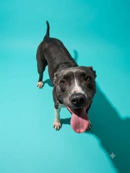 AMBER -  Mixed Breed Dog for Adoption in Jacksonville, Florida - AMBER | PetCurious