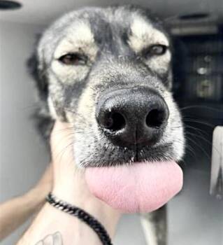 Husky and Mixed Breed Dogs Available for Adoption - BENJI | PetCurious