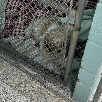 Shih Tzu Dogs Available for Adoption in Port Charlotte, Florida - 0456-D26 | PetCurious