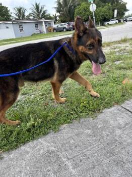 BRUCE -  German Shepherd Dog Dog for Adoption in Doral, Florida - BRUCE | PetCurious