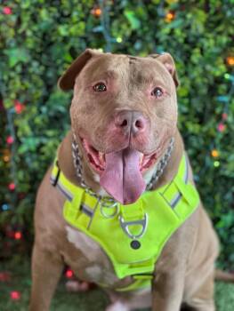 Aurelio-One of our Amazing Rescue Dogs -  Pit Bull Terrier and Mixed Breed Dog for Adoption in Carlsbad, California - Aurelio-One Of Our Amazing Rescue Dogs | PetCurious