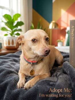 Stanley -  Chihuahua Dog for Adoption in Orange, California - Stanley | PetCurious