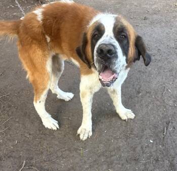 Beethoven (Coming Soon) -  Saint Bernard Dog for Adoption in Gainesville, Virginia - Beethoven (Coming Soon) | PetCurious