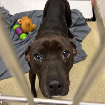 Pit Bull Terrier and Mixed Breed Dogs Available for Adoption in Nashville, Tennessee - Roland | PetCurious