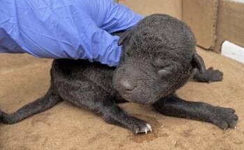 Pit Bull Terrier Dogs Available for Adoption in Houston, Texas - A654950 | PetCurious