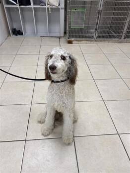 Leo -  Standard Poodle and Mixed Breed Dog for Adoption in Largo, Florida - Leo | PetCurious