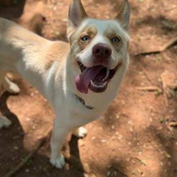 Siberian Husky and Retriever Dogs Available for Adoption in Lynchburg, Virginia - Max | PetCurious