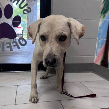 Rotini -  Mixed Breed Dog for Adoption in Lufkin, Texas - Rotini | PetCurious