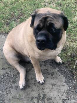 Mastiff Dogs Available for Adoption in Peru, New York - Zeus **Courtesy Listing** | PetCurious