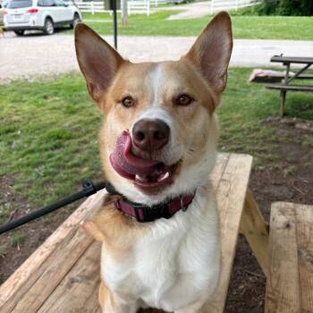 Roe -  Mixed Breed Dog for Adoption in Huntington, West Virginia - Roe | PetCurious
