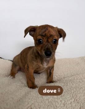 Rescue Chihuahua Dogs for Adoption in Lodi, California - Dove | PetCurious