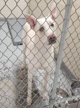 Husky and Mixed Breed Dogs Available for Adoption - OPAL | PetCurious