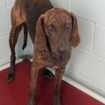 Coonhound and Mixed Breed Dogs Available for Adoption in Loxahatchee Groves, Florida - Babadook 0477 | PetCurious