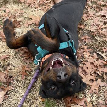 Rottweiler Dogs Available for Adoption - Lays | PetCurious