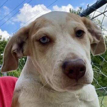 Ronin -  Retriever and Mixed Breed Dog for Adoption in Erie, Pennsylvania - Ronin | PetCurious