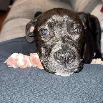 Rescue Mixed Breed Dogs for Adoption in Avon, Ohio - Asher | PetCurious