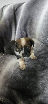 Labrador Retriever and Chiweenie Dogs Available for Adoption - Bruce | PetCurious