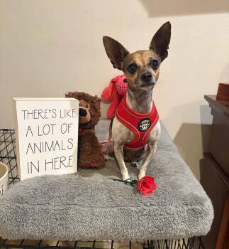Lou -  Chihuahua Dog for Adoption in Boise, Idaho - Lou | PetCurious