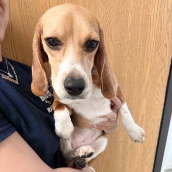 Paige 4734 -  Beagle Dog for Adoption in Loxahatchee Groves, Florida - Paige 4734 | PetCurious