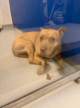 Hazel -  Terrier Dog for Adoption in New Kensington, Pennsylvania - Hazel | PetCurious