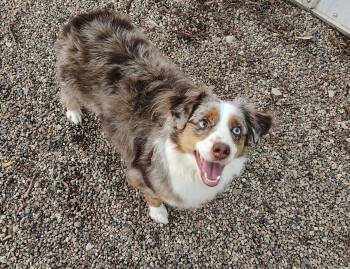Auggie -  Australian Shepherd Dog for Adoption in Rockwell City, Iowa - Auggie | PetCurious