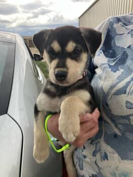 Bean Dip - Lentil -  Shepherd and Collie Dog for Adoption in Aurora, Colorado - Bean Dip - Lentil | PetCurious