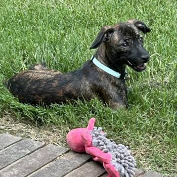 Angelica -  Mixed Breed Dog for Adoption in Brownsboro, Alabama - Angelica | PetCurious