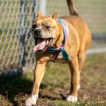 Rescue Mixed Breed Dogs for Adoption in Myrtle Beach, South Carolina - Pumpernickel - 11 Yo Senior | PetCurious