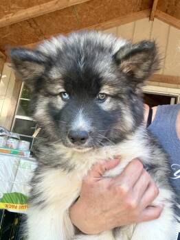 Siberian Husky Dogs Available for Adoption in Sumter, South Carolina - Wade | PetCurious
