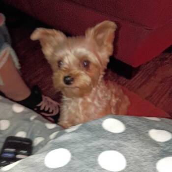Angel -  Yorkshire Terrier Dog for Adoption in Montgomery, Texas - Angel | PetCurious