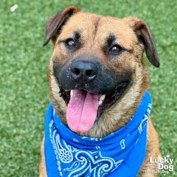 Ewok -  Shepherd Dog for Adoption in Washington, District Of Columbia - Ewok | PetCurious