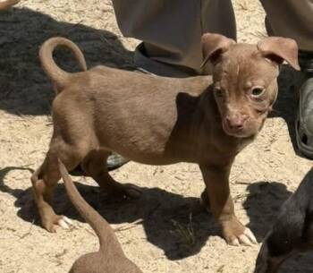 Terrier Dogs Available for Adoption - Belle | PetCurious