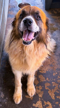 Rescue Great Pyrenees Dogs for Adoption in Troy, Alabama - Little Bear (Senior) | PetCurious