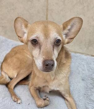 Foxy -  Chihuahua and Terrier Dog for Adoption in Osage Beach, Missouri - Foxy | PetCurious