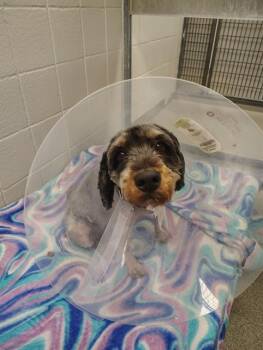 Poodle and Mixed Breed Dogs Available for Adoption in Omaha, Nebraska - ZOODLE | PetCurious