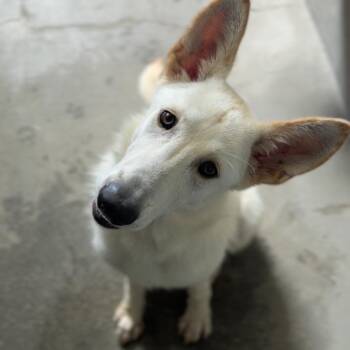Mimi A2285905 -  German Shepherd Dog Dog for Adoption in Los Angeles, California - Mimi A2285905 | PetCurious