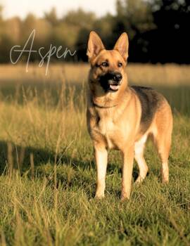 Rescue German Shepherd Dog Dogs for Adoption in Lucas, Texas - ASPEN GS | PetCurious
