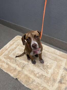 ROSA MAE -  Pit Bull Terrier and Mixed Breed Dog for Adoption in Las Vegas, Nevada - ROSA MAE | PetCurious