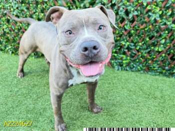 GIDEON -  Mixed Breed Dog for Adoption in West Palm Beach, Florida - GIDEON | PetCurious