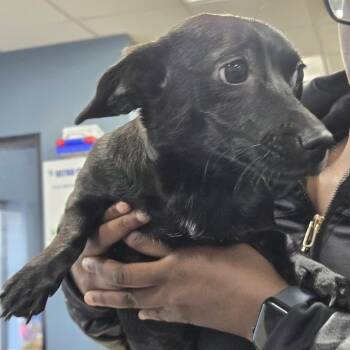 Yorkshire Terrier and Mixed Breed Dogs Available for Adoption - Kali | PetCurious