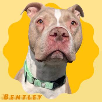 Pit Bull Terrier Dogs Available for Adoption in Manchester, New Hampshire - Bentley | PetCurious