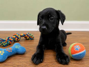 Thea -  Black Labrador Retriever Dog for Adoption in Orangeburg, South Carolina - Thea | PetCurious